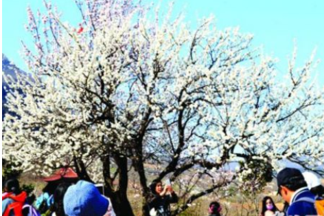 天气日渐回暖 连云港花果山春季踏青旅游升温