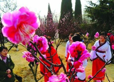 "花漾海州·四季赏花"梅花节启动