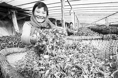 连云港赣榆区：首批大棚春茶节前上市
