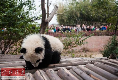 中国熊猫宝宝将预测世界杯 挑战“章鱼帝”