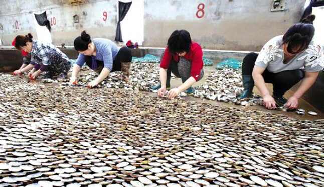 连云港市沿海条斑紫菜全面进入布菌育苗阶段