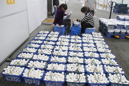 连云港灌南县食用菌产业强势崛起 年产量30多万吨