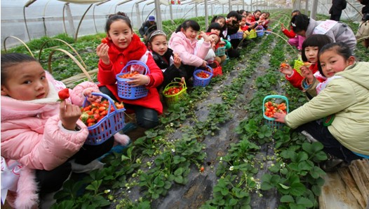 第四届中国东海•黄川草莓节开幕