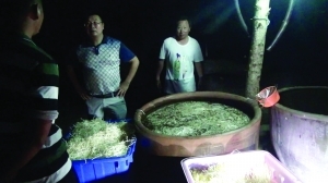 3家“毒作坊”垄断大丰全市豆芽市场