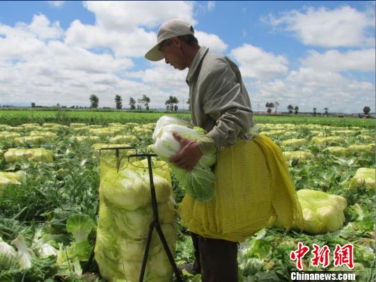 张家口坝上蔬菜销路不畅 菜农叹每个大棚净赔3000元