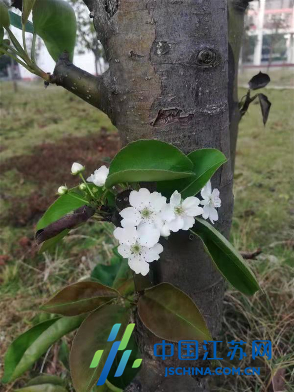 东海县第二中学一株梨树居然十月开花