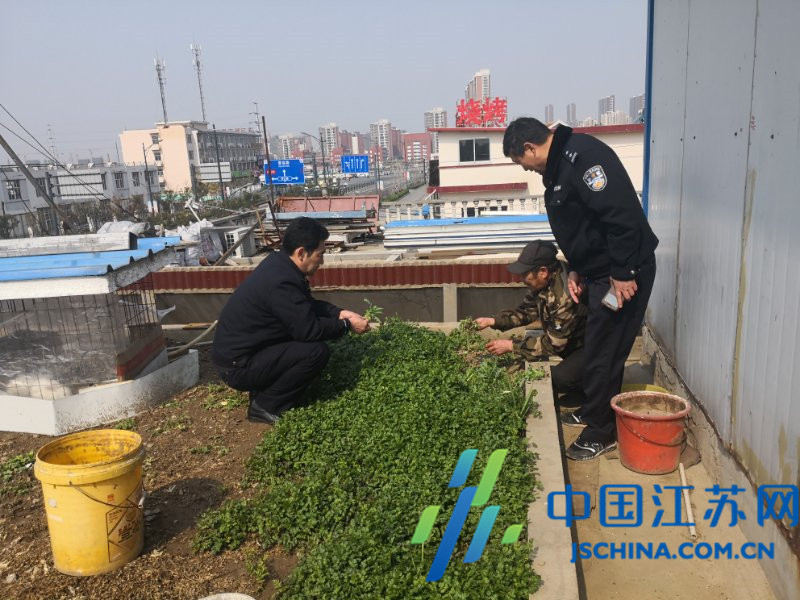 连云港市云山派出所发现并铲除百余株制毒原植物罂粟