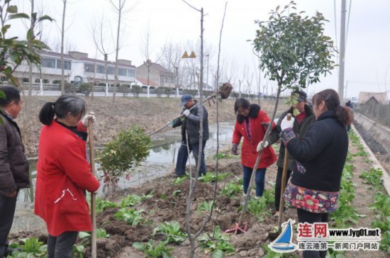 灌南县今年城区新增绿地50万平方米 有效改善城市生态环境