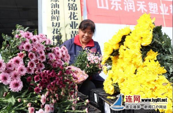东海县双店镇 小彩菊盛开富民大产业