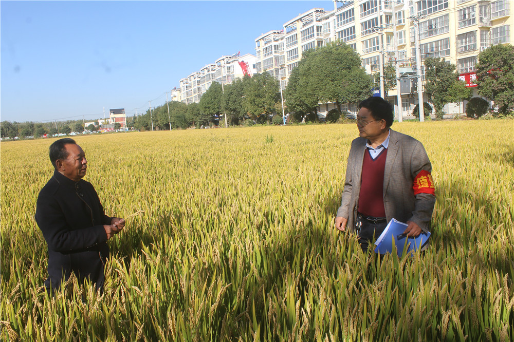 东海县张湾乡：喜看稻菽千重浪  丰收喜悦满田间