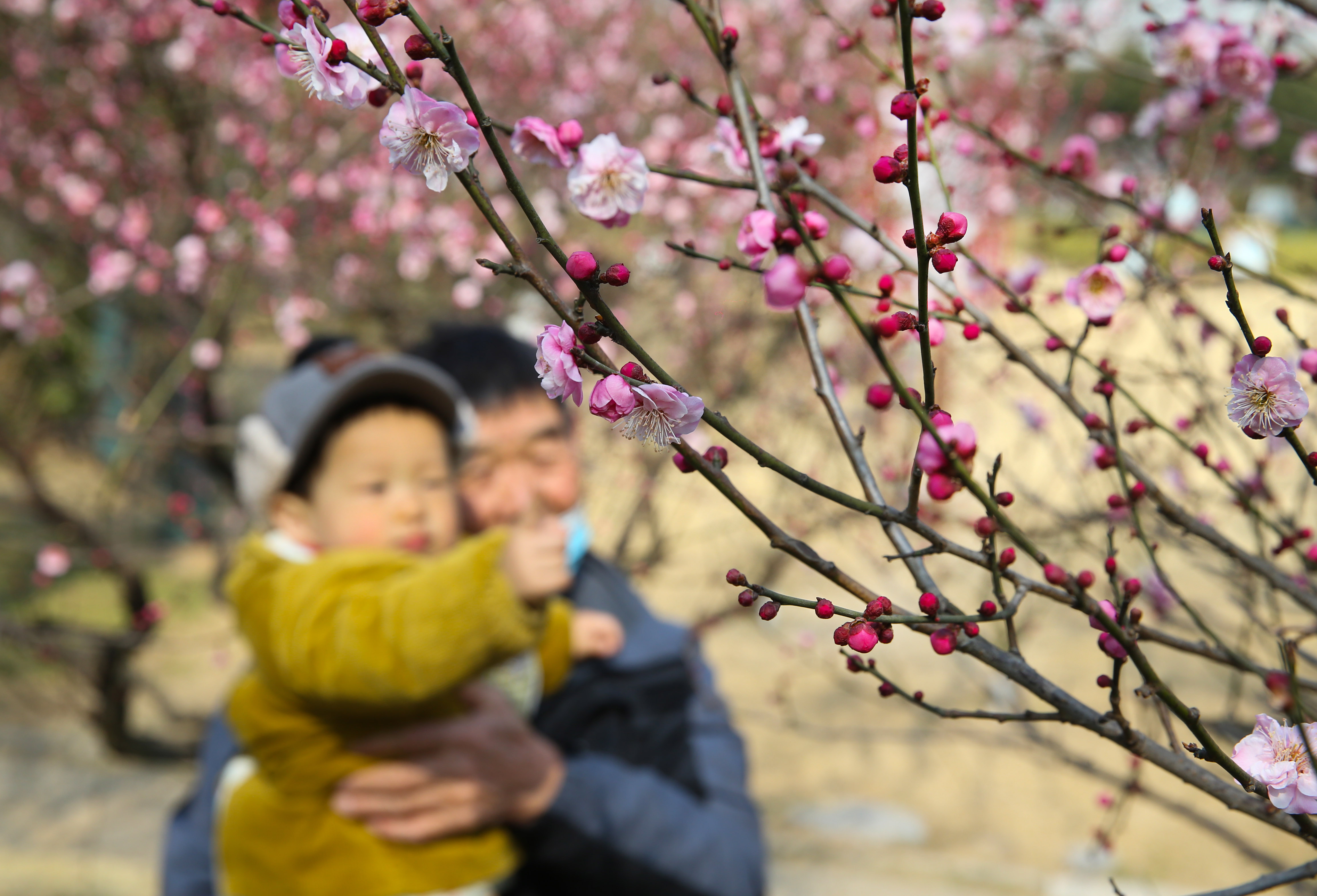 春季旅游线路上架 “赏花+采摘+温泉”休闲游受青睐