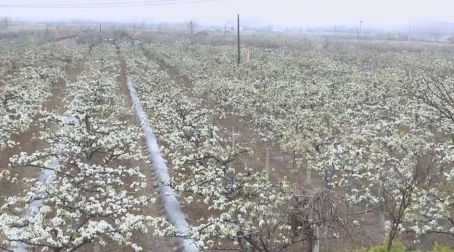 赣榆区赣马镇：四月春光无限好 千亩梨花“香雪海”