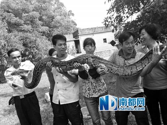 珠海近3米长巨蟒欲吃羊被4名男子擒住