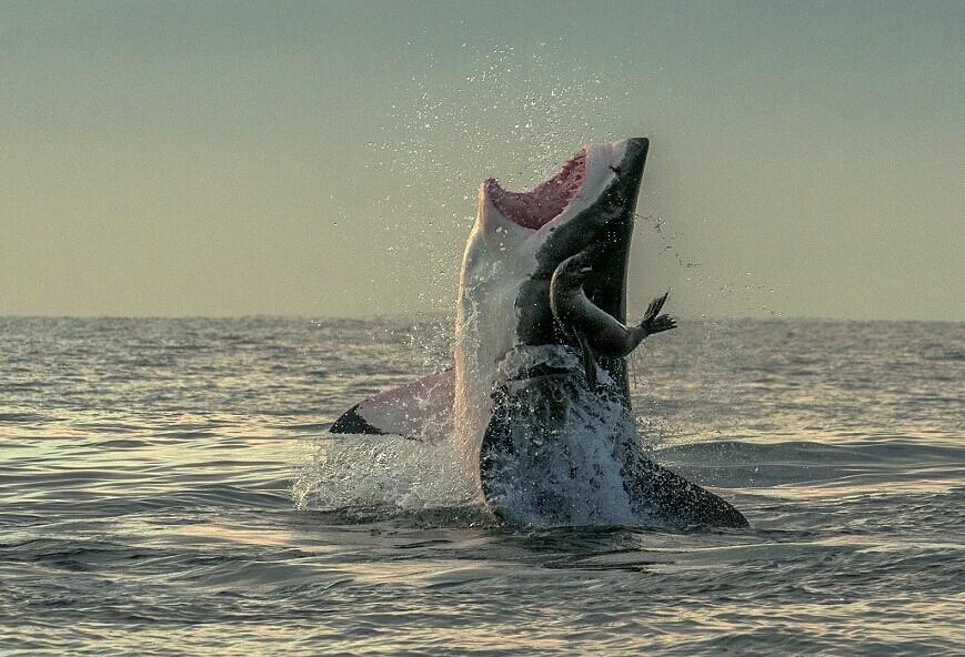 实拍南非海豹“鲨口脱身”惊魂瞬间
