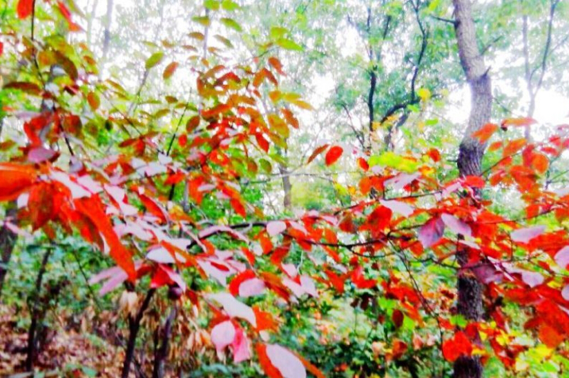 连云港花果山景区红叶娇艳