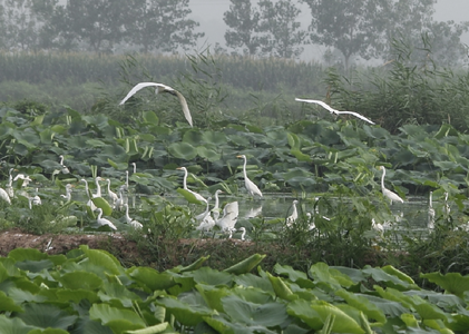 连云港云台生态湿地引来数千只白鹭齐共舞