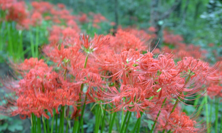 连云港花果山发现大面积野生石蒜花