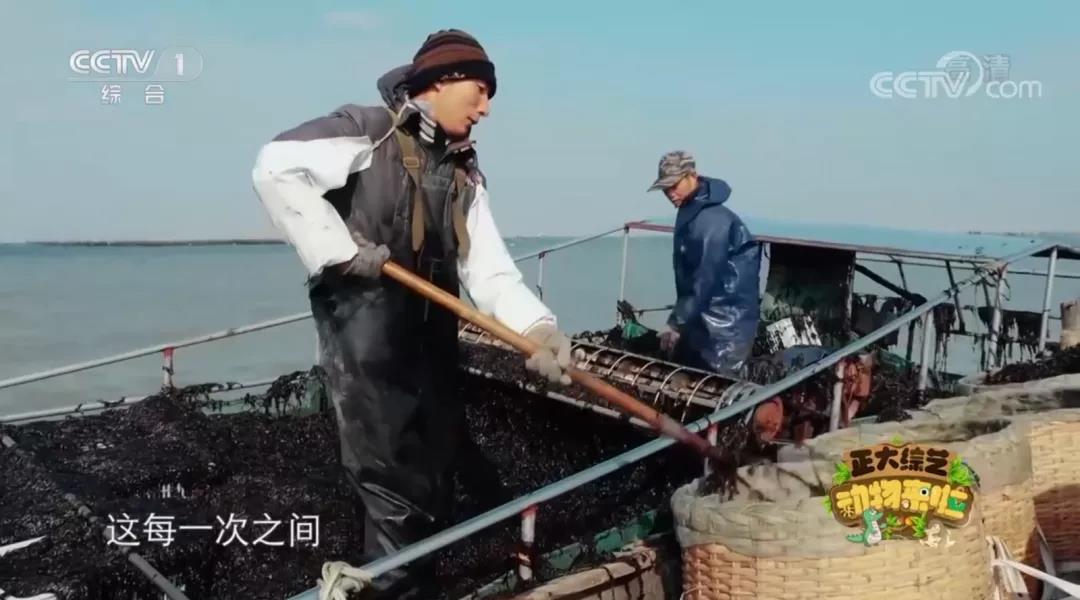 连云港连云：央视《正大综艺》打卡连云区！